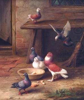 unknow artist Pigeons 064 oil painting picture